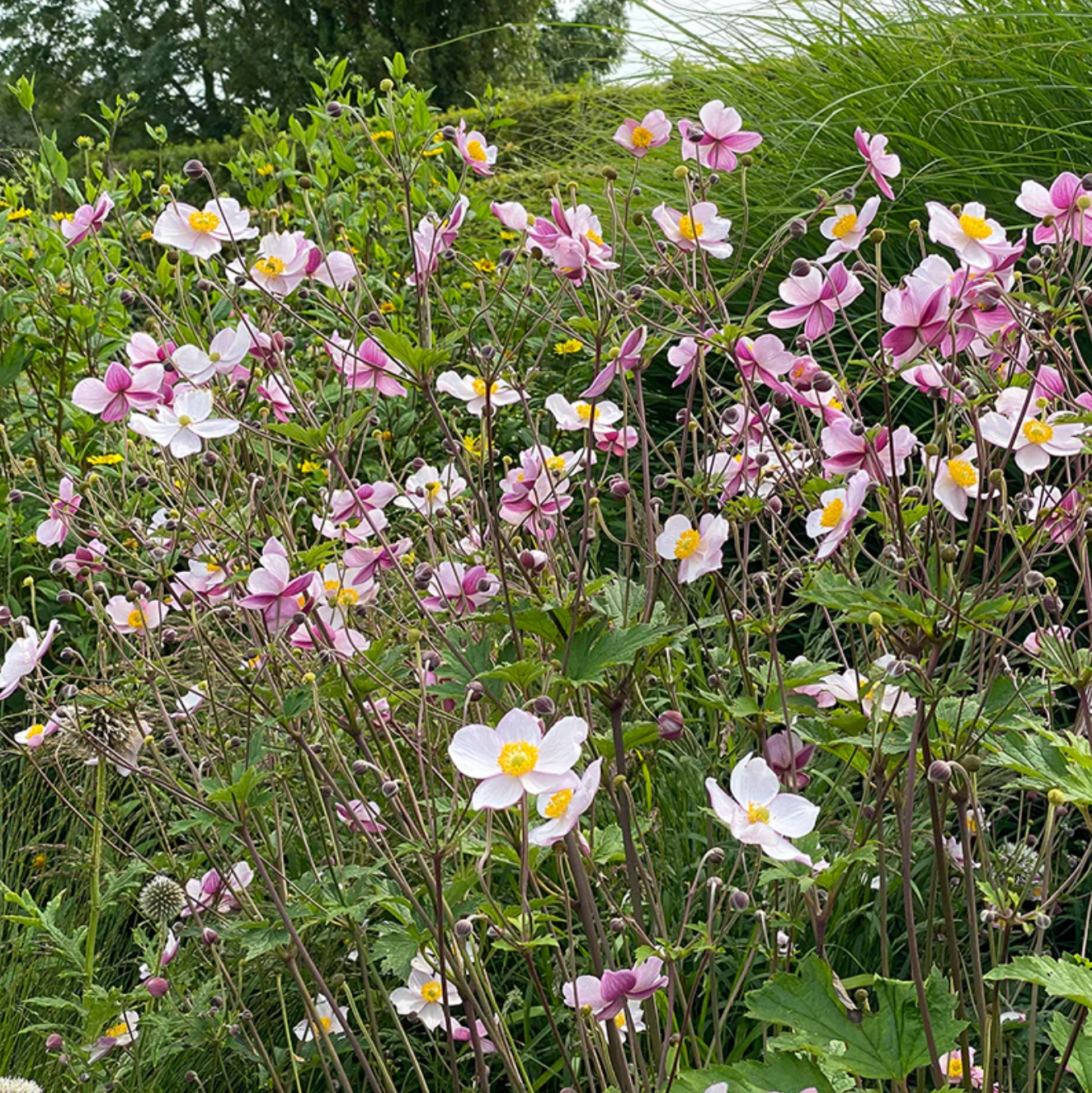 'September Charm' Japanese Anemone | Anemone x hybrida