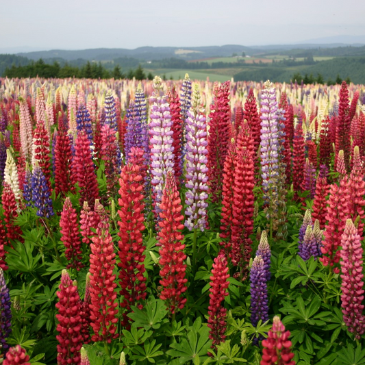 Russell Mix Lupine