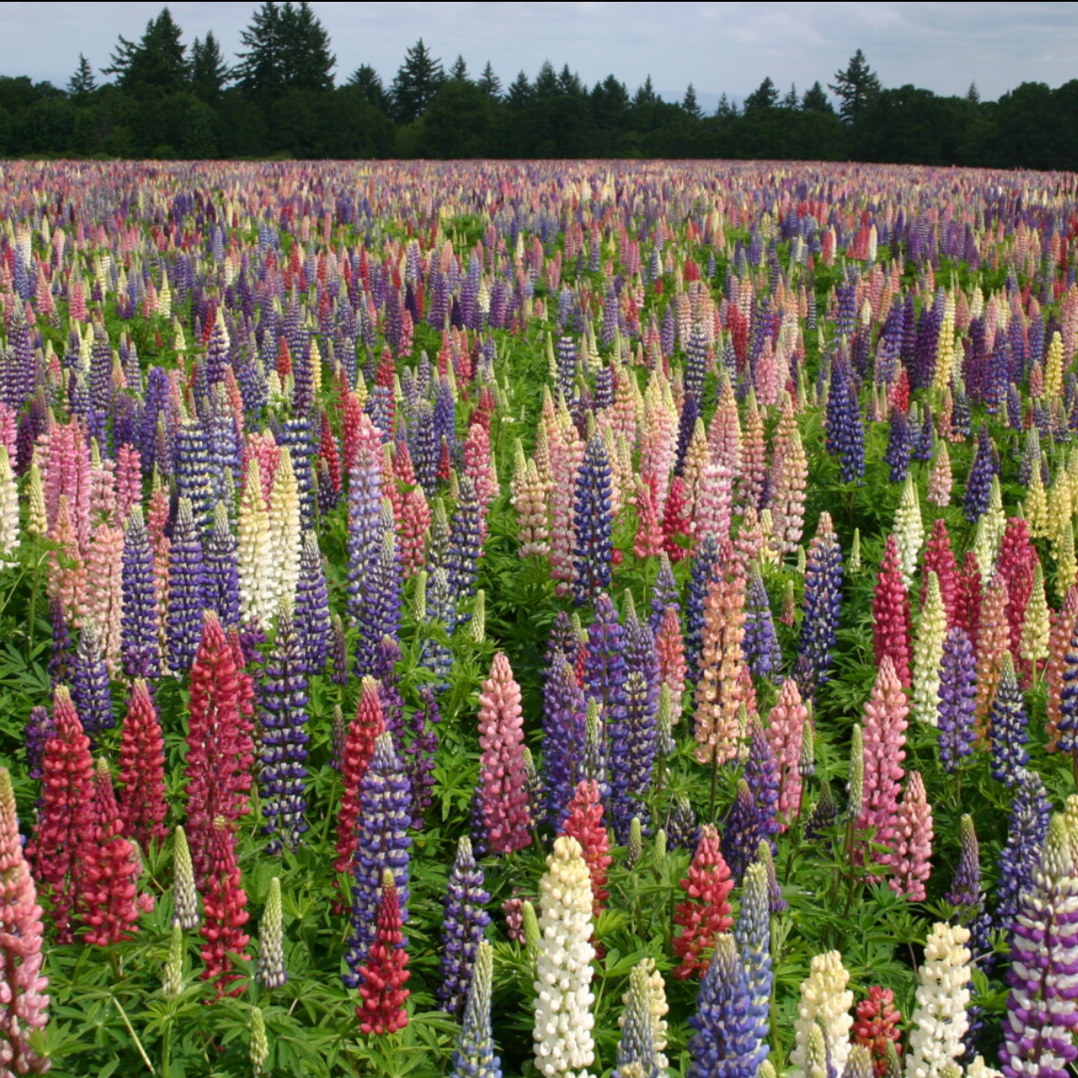 Russell Mix Lupine