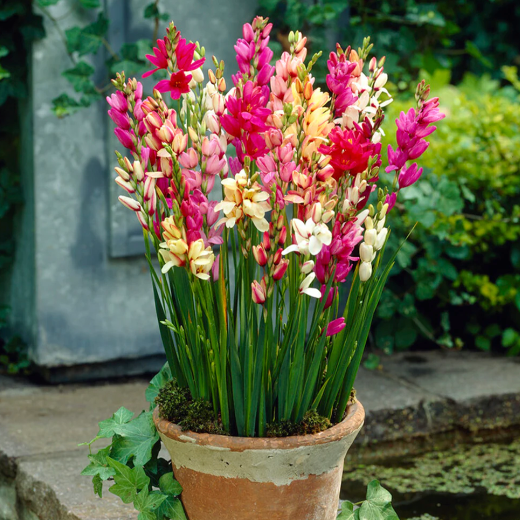 Bulbs - Wand Flower | Ixia Mixture