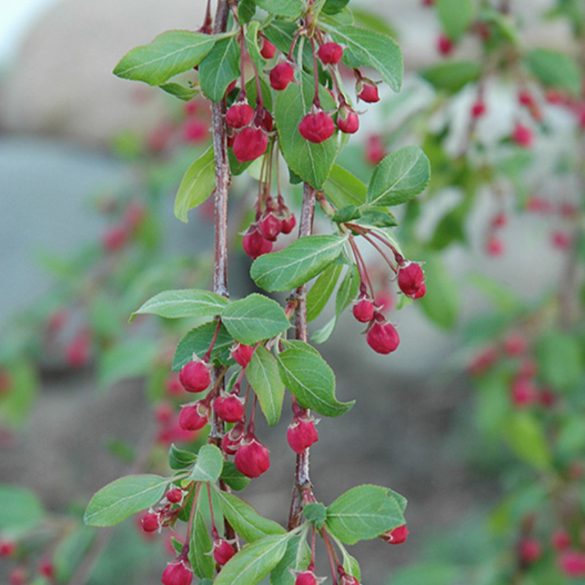 Louisa Crabapple | Malus 'Louisa'