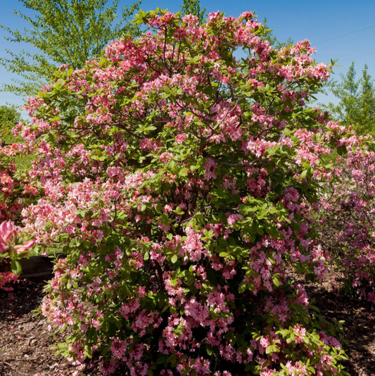 Electric Lights™ Double Pink Azalea | Rhododendron 'UMNAZ 493'