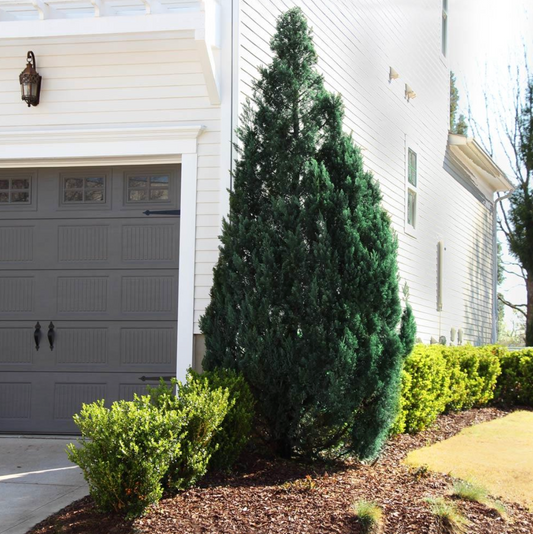 Blue Point Juniper | Juniperus chinensis