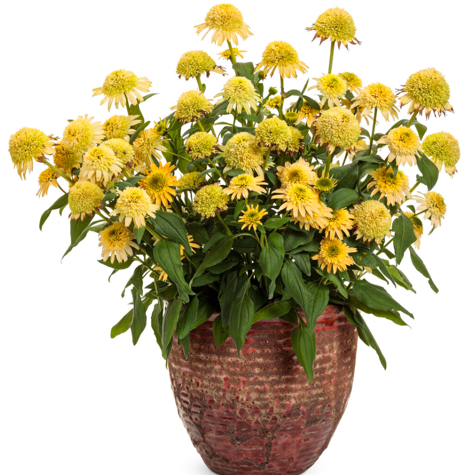 'Double Coded Butter Pecan' Coneflower | Echinacea