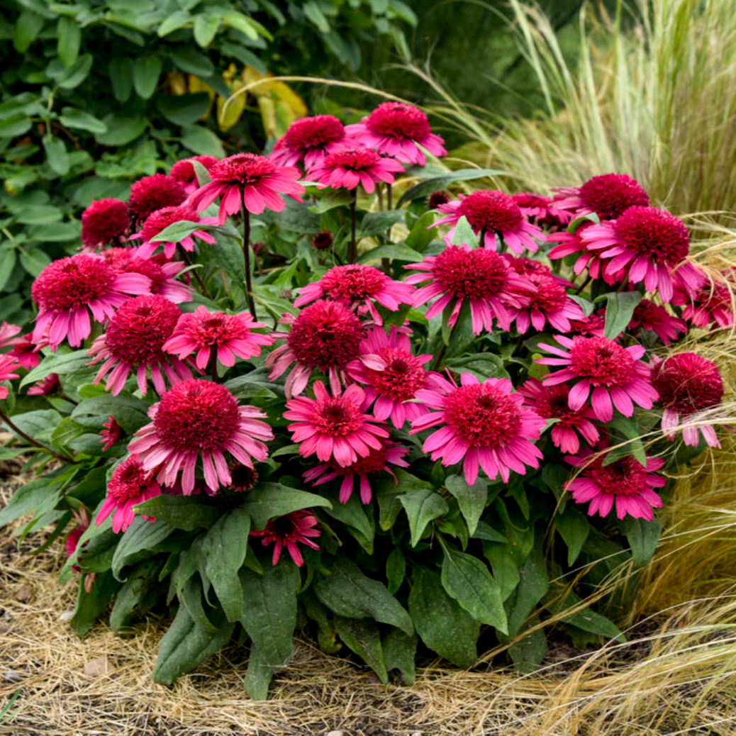 'Double Coded® 'Raspberry Beret' Coneflower | Echinacea
