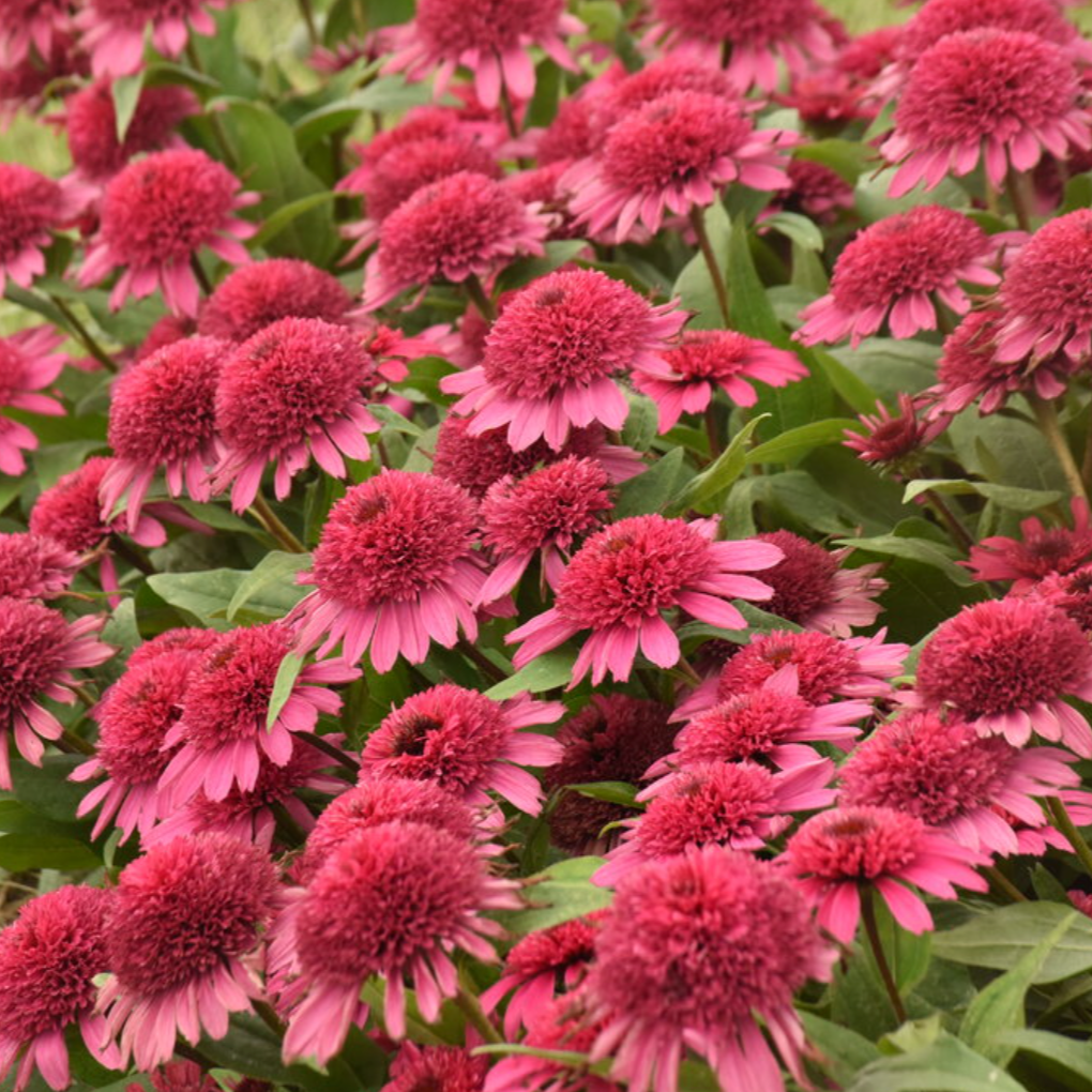 'Double Coded® 'Raspberry Beret' Coneflower | Echinacea