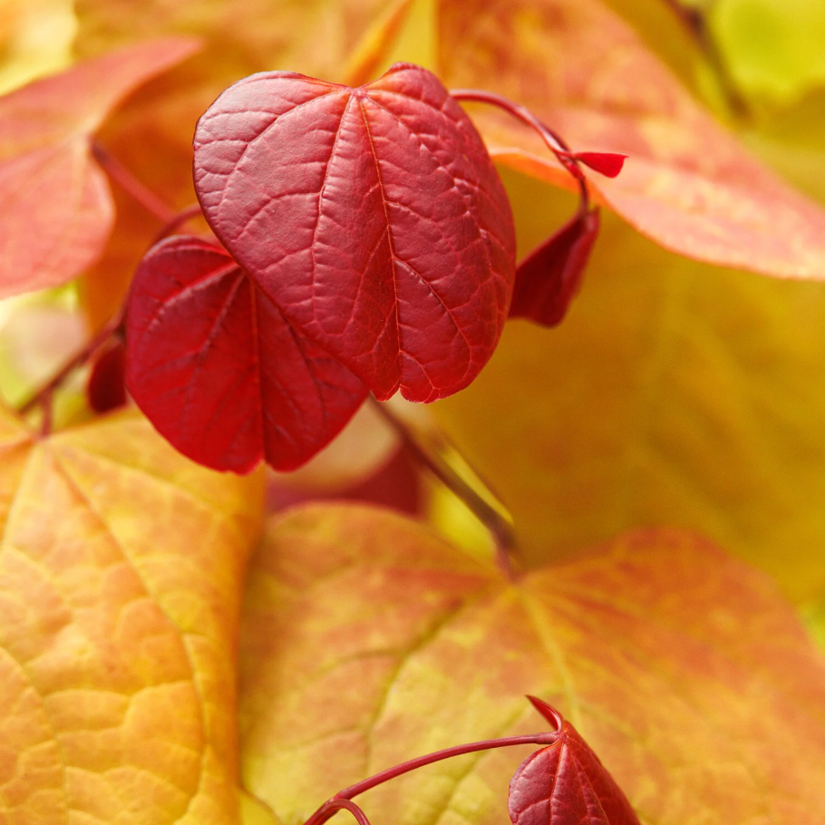 Flame Thrower® Redbud | Cercis canadensis