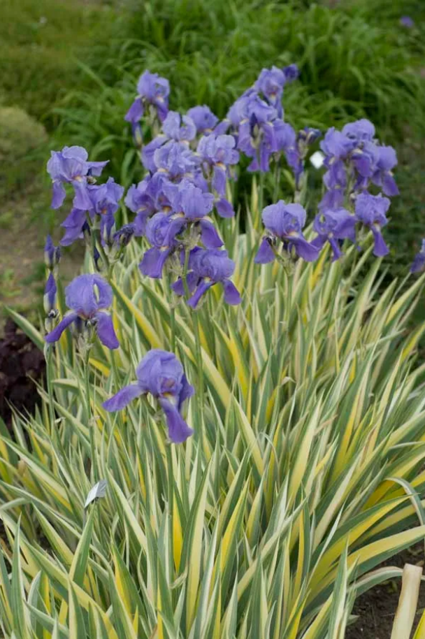 Variegated Yellow Sweet Iris | Iris pallida 'Varieagata Aurea'