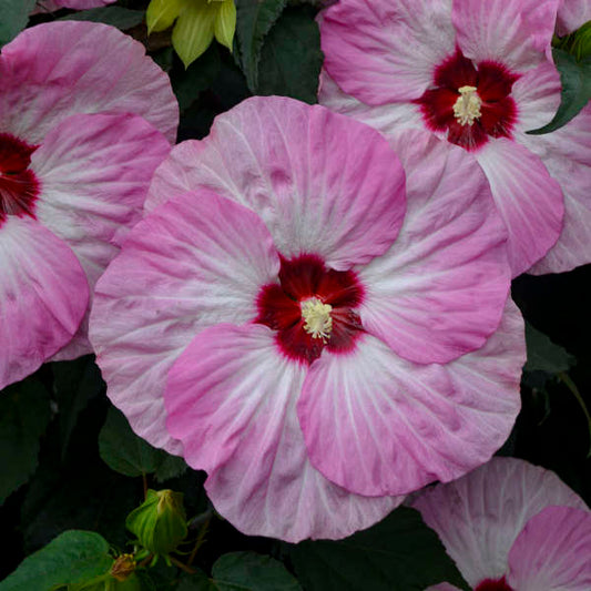 'Spinderella' Hibiscus