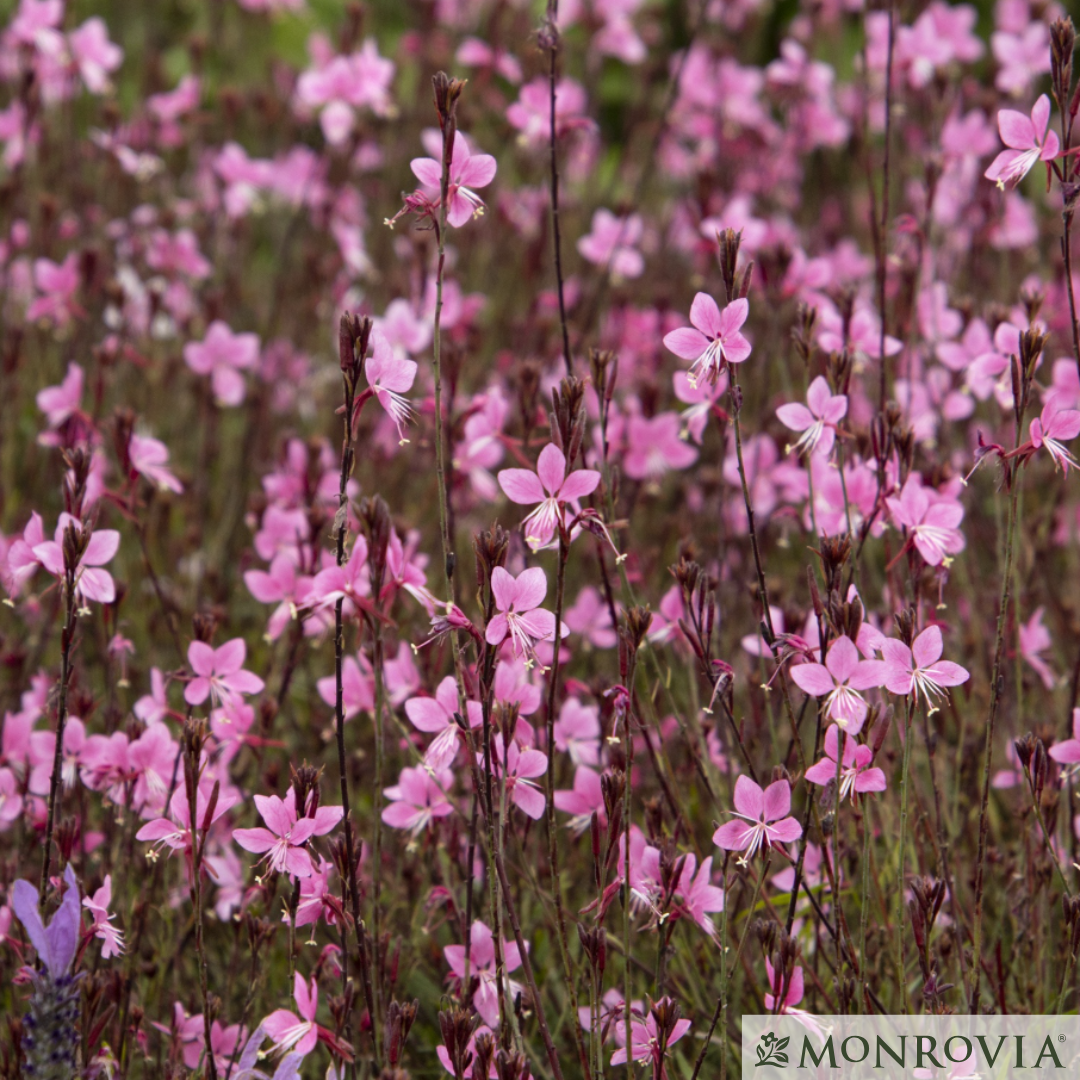 'Steffi™ Dark Rose' Gaura | Gaura lindheimeri