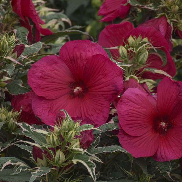 'Summer Carnival' Hibiscus