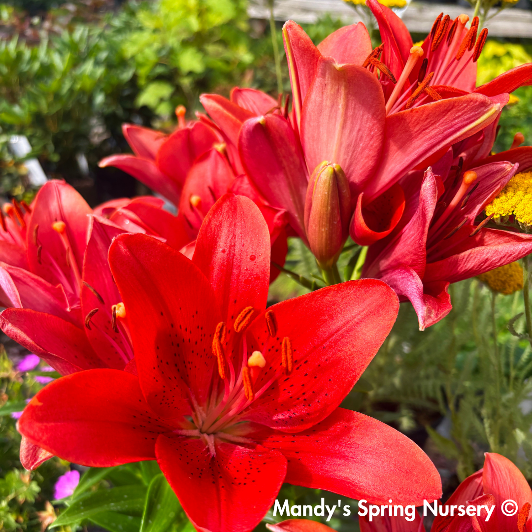 Summer Scarlet®' LA Hybrid Asiatic Lily | longiflorum x asiatic
