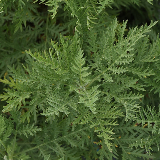 SunFern™ Olympia Russian Wormwood | Artemesia gmellini