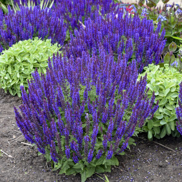 'Violet Profusion' Salvia | Salvia nemorosa