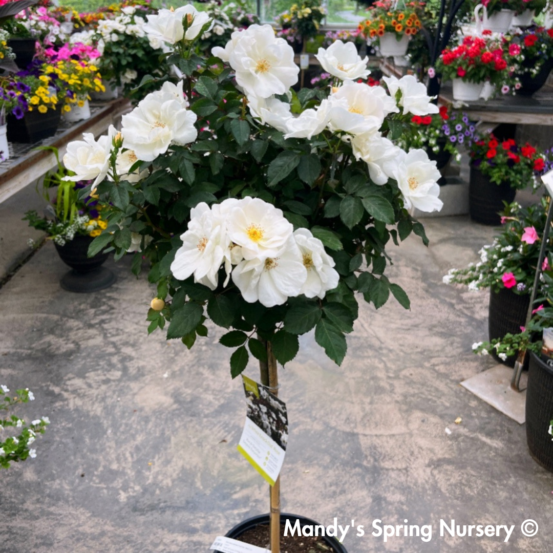 White Knock-Out Rose Tree-Form | Rosa