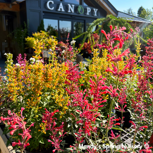 Kudos Yellow Dwarf Hummingbird Mint | Agastache