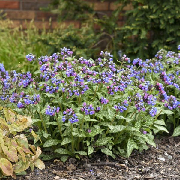 'Pink-a-Blue' Lungwort | Pulmonaria