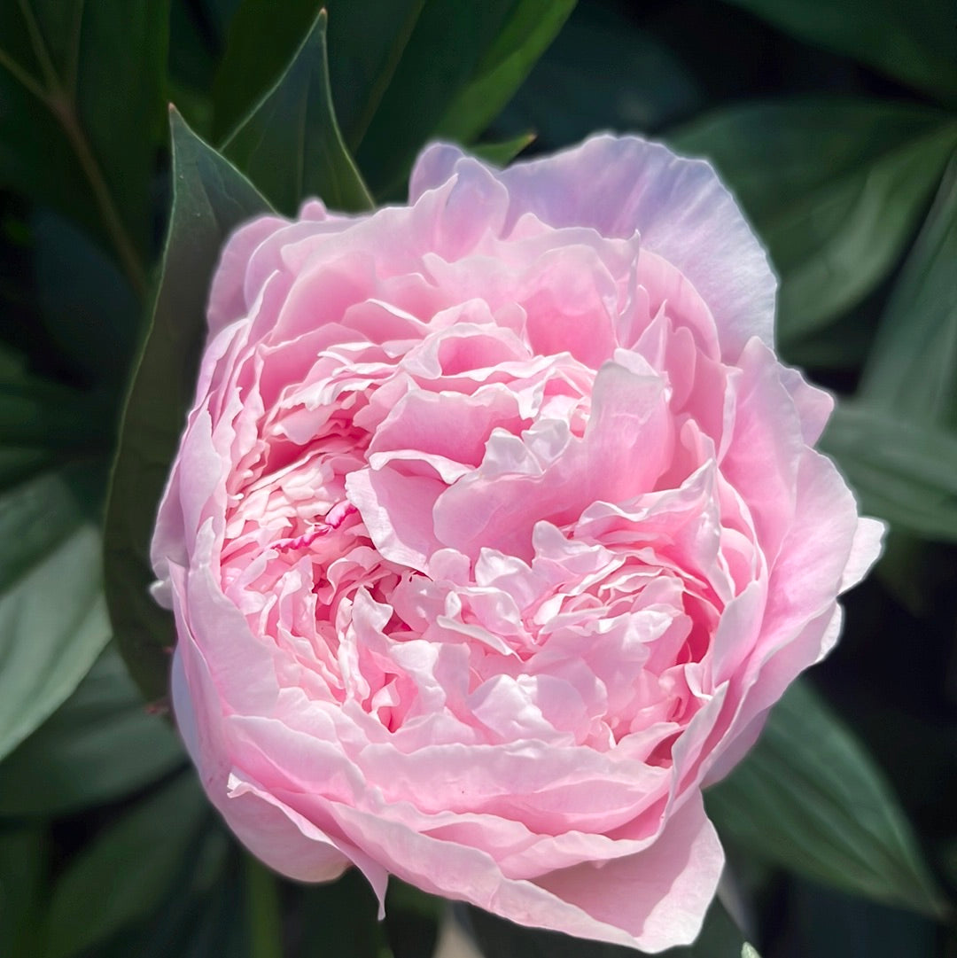 Scrumdiddlyumptious Itoh Peony | Paeonia