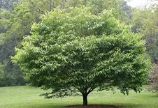 American Hornbeam | Carpinus caroliniana