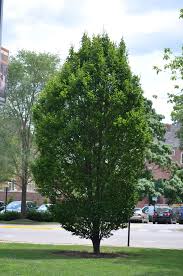 American Hornbeam 'Fastigiata'| Carpinus caroliniana