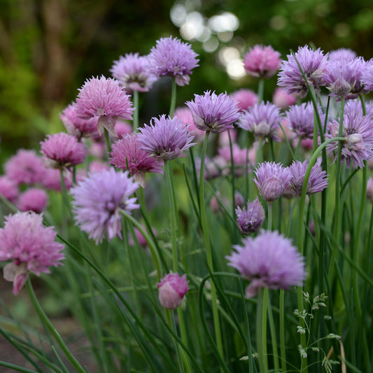 Chives | Allium schoenoprasum