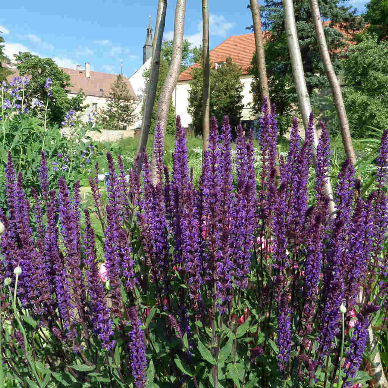 Caradonna Salvia | Salvia nemorosa