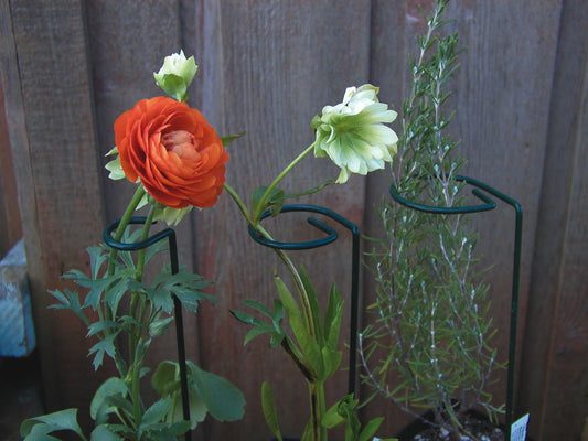 Luster Leaf Plant Prop Stake