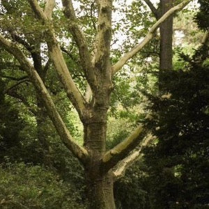 Bloodgood London Planetree | Platanus x acerifolia 'Bloodgood'