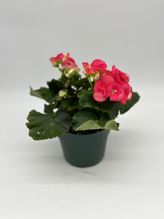 Begonia Reiger
