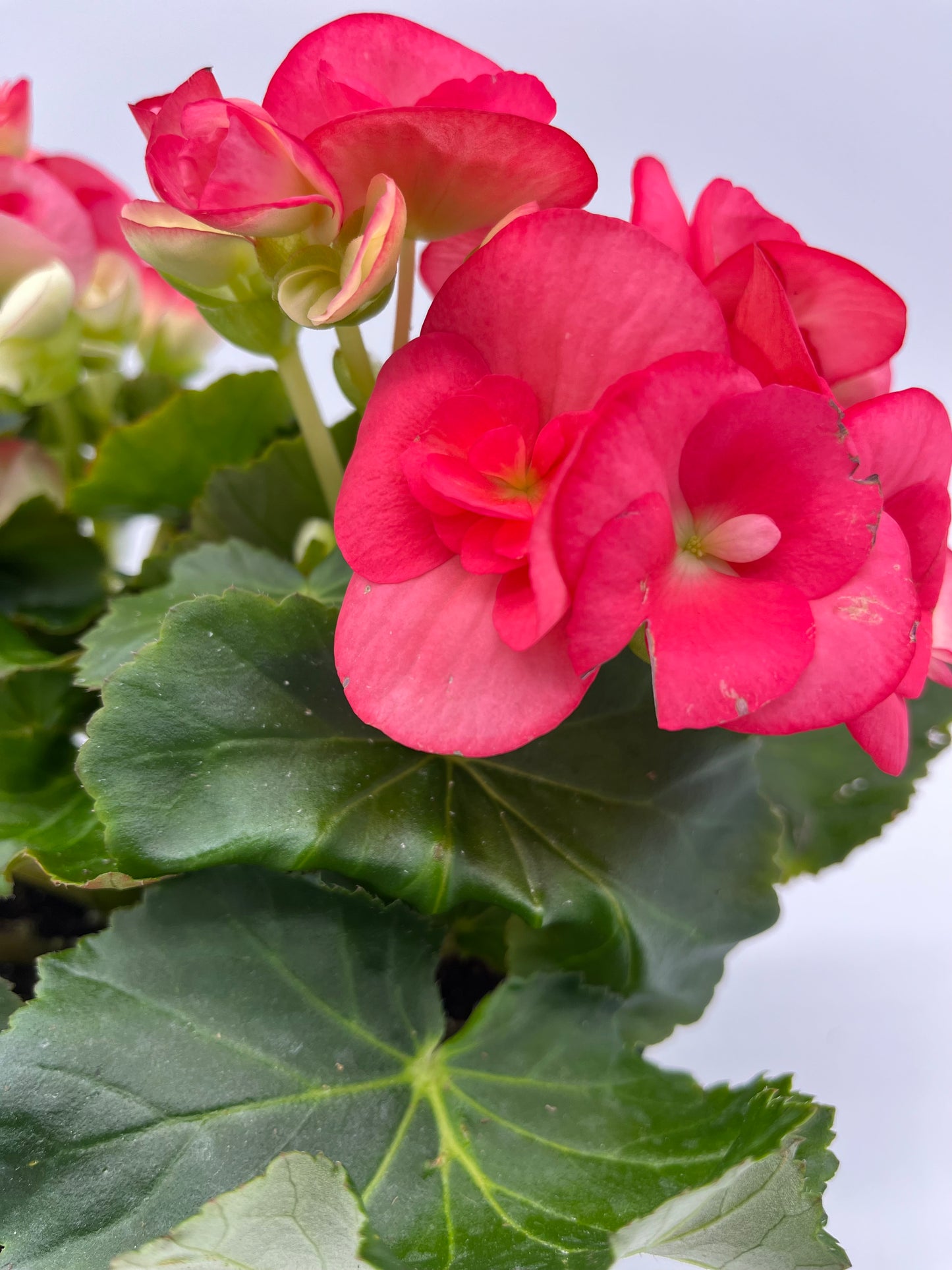 Begonia Reiger