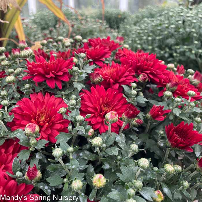 Mums & Kale Fall Assorted