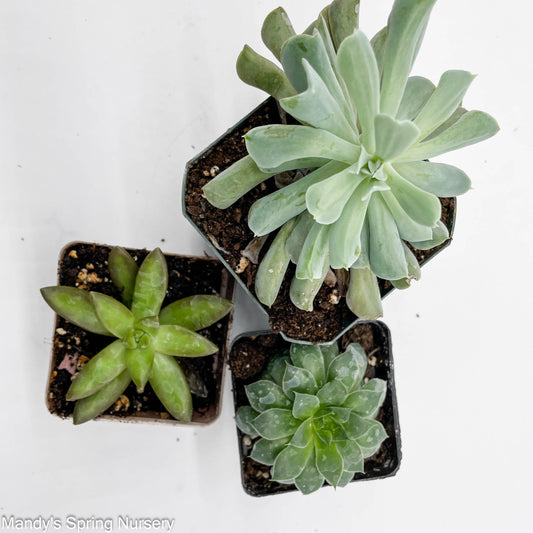 Succulents (Indoor Assorted) | Assorted succulent species