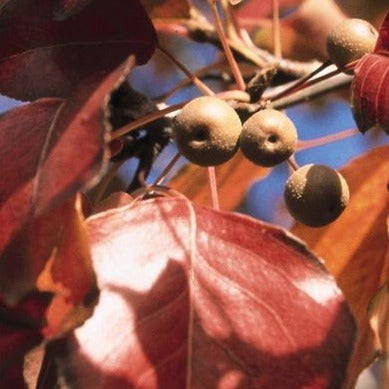 Autumn Blaze Pear | Pyrus calleryana