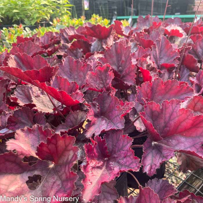 Northern Exposure Purple Coral Bells| Heuchera