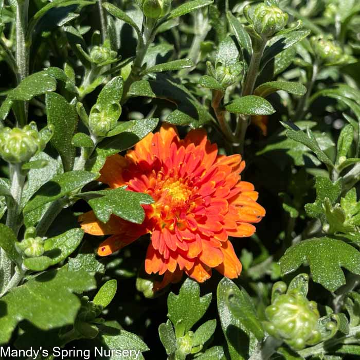 Mums & Kale Fall Assorted