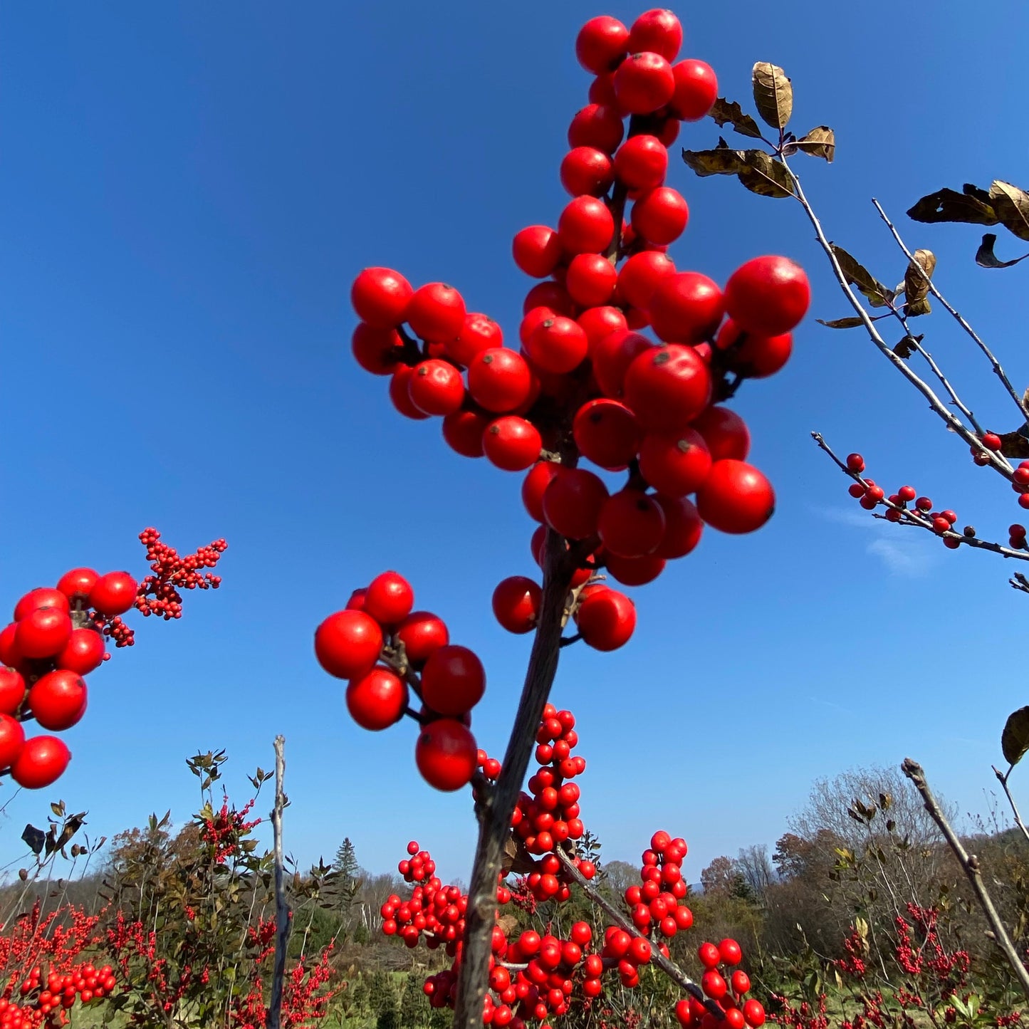 Red Sprite Winterberry | Ilex verticillata