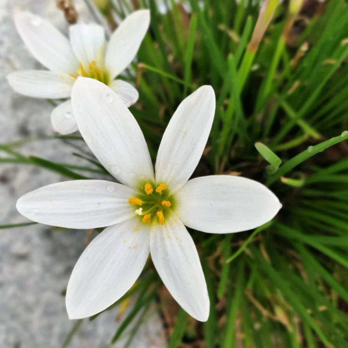 Bulbs - Rain Lily | Zephyranthes - Mixed