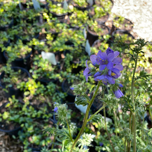 Purple Rain Jacob's Ladder | Polemonium yezoense