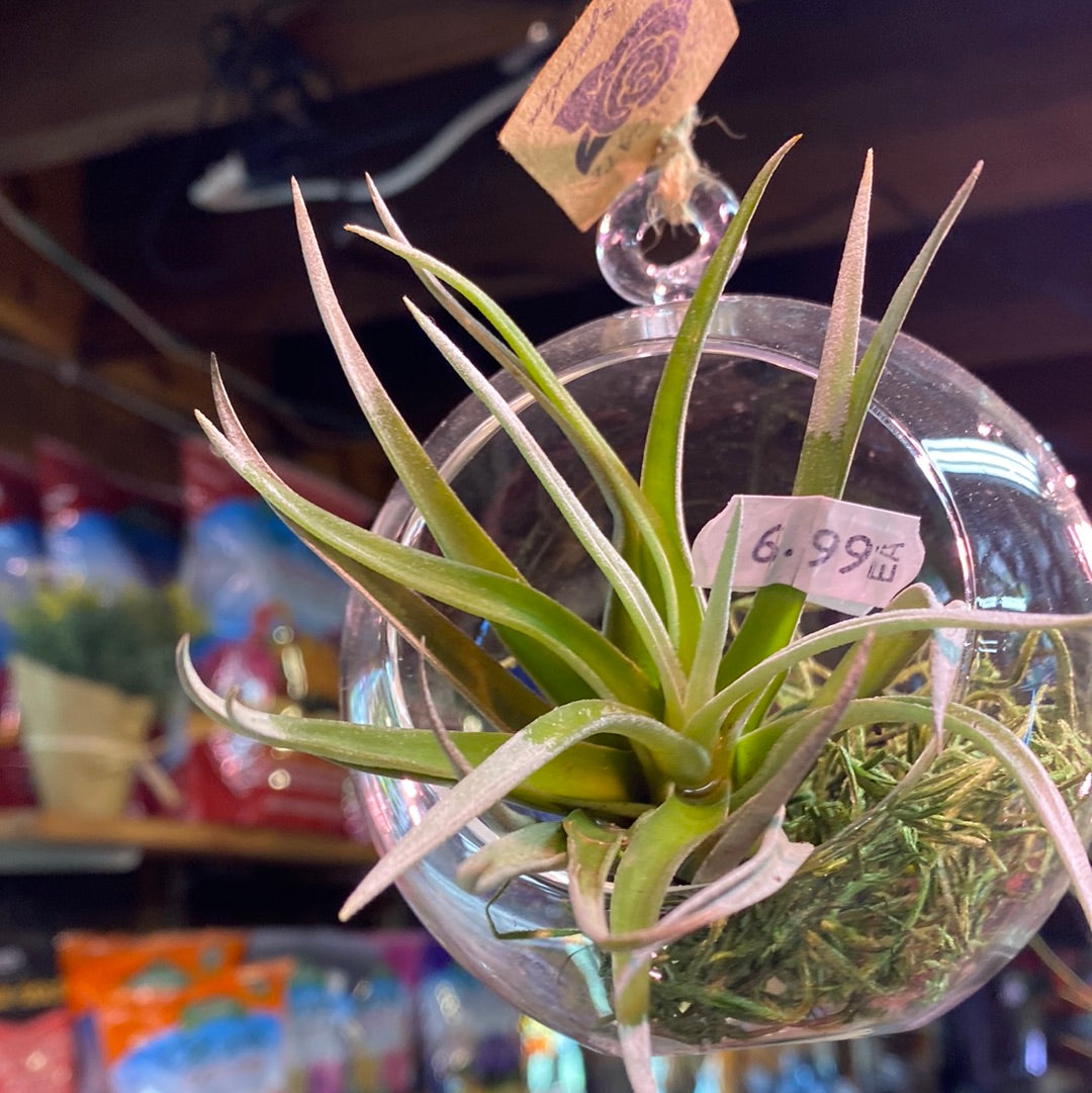 Air Plant (Assorted) | Tillandsia spp.