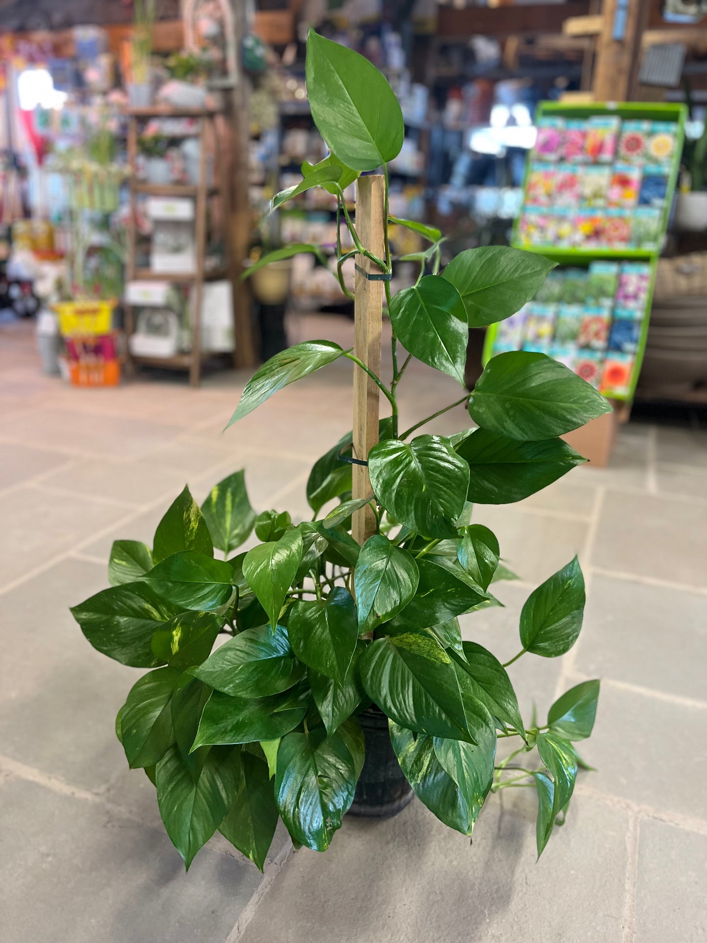 Golden Pothos | Epipremnum aureum