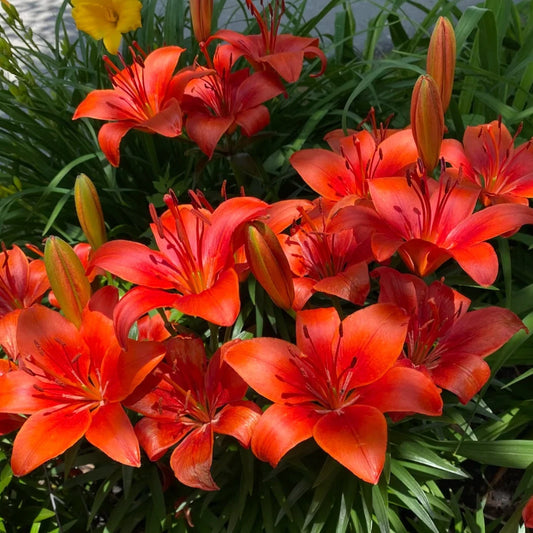 Asiatic Lily Mix | 3 Bulbs