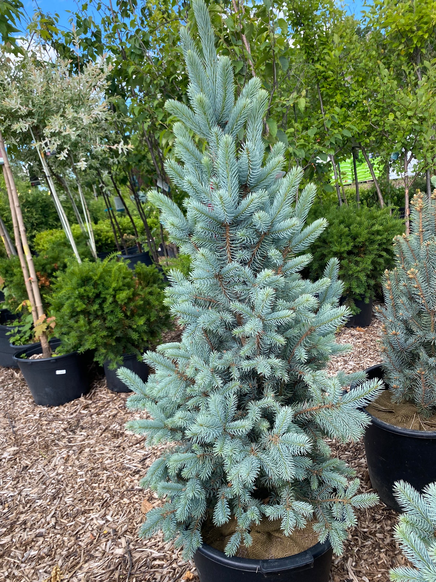 Iseli Fastigiate Blue Spruce | Picea pungens 'Iseli Fastigiate'