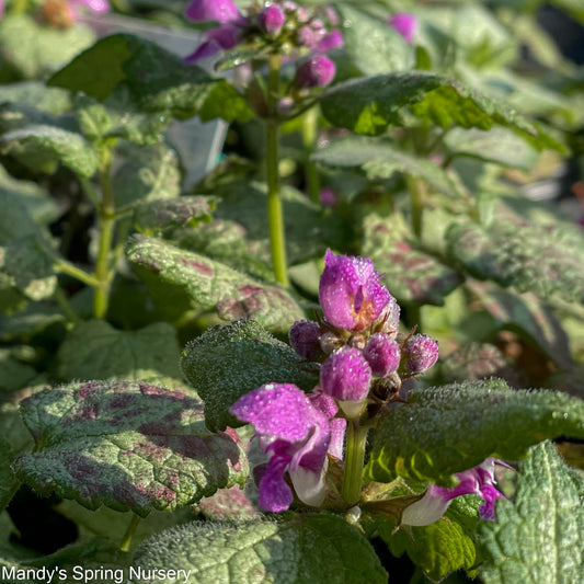 Orchid Frost Dead Nettle | Lamium
