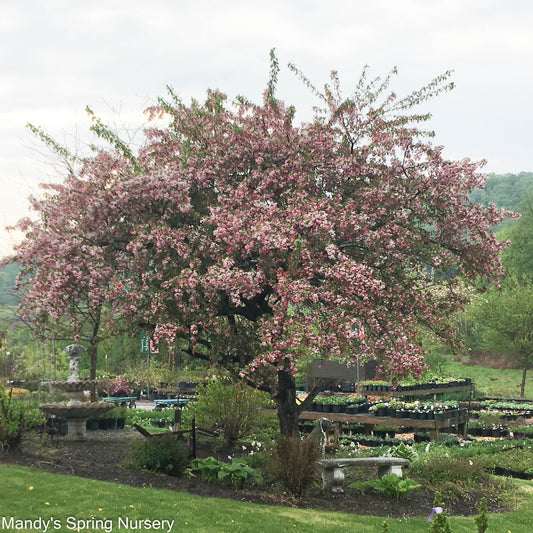 Japanese Flowering Crabapple | Malus floribunda
