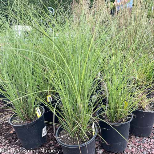 Gracillimus Maiden Grass | Miscanthus sinensis