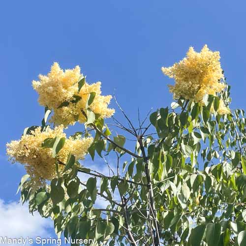 Beijing Gold Peking Lilac | Syringa reticulata