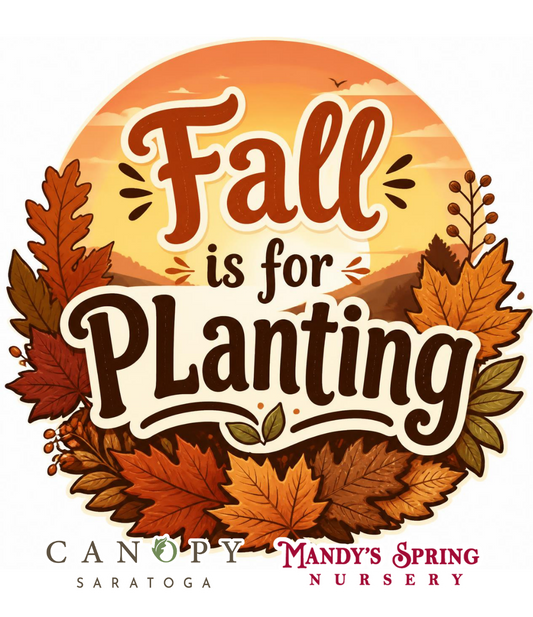 Why Fall Is the Best Time to Plant Trees, Shrubs, Bulbs & Perennials