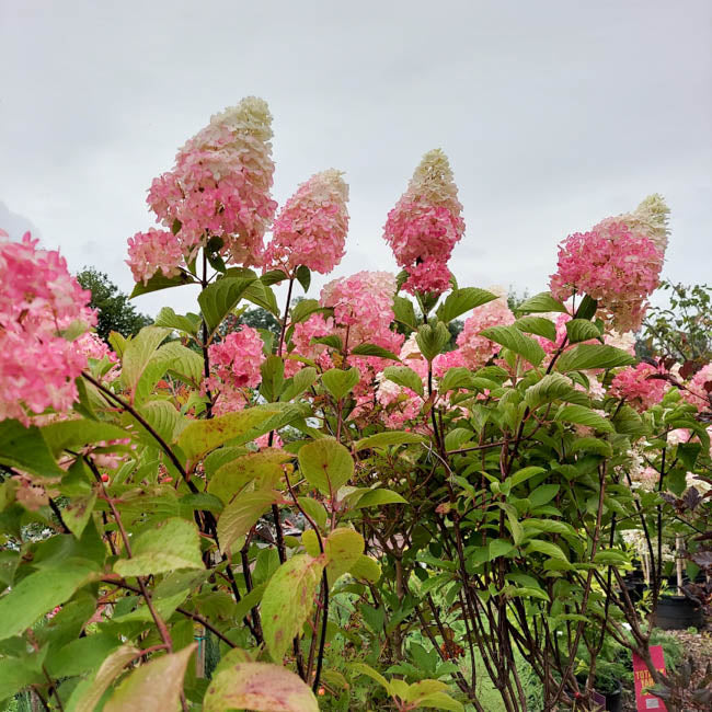 Shrubs