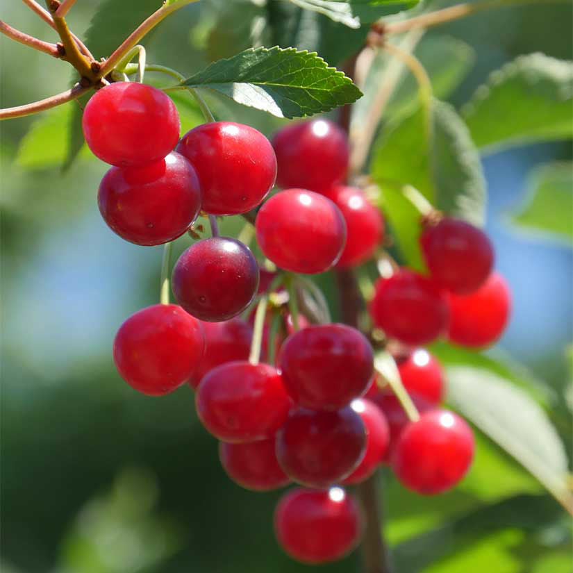 Montmorency Cherry | Prunus cerasus 'Montmorency'