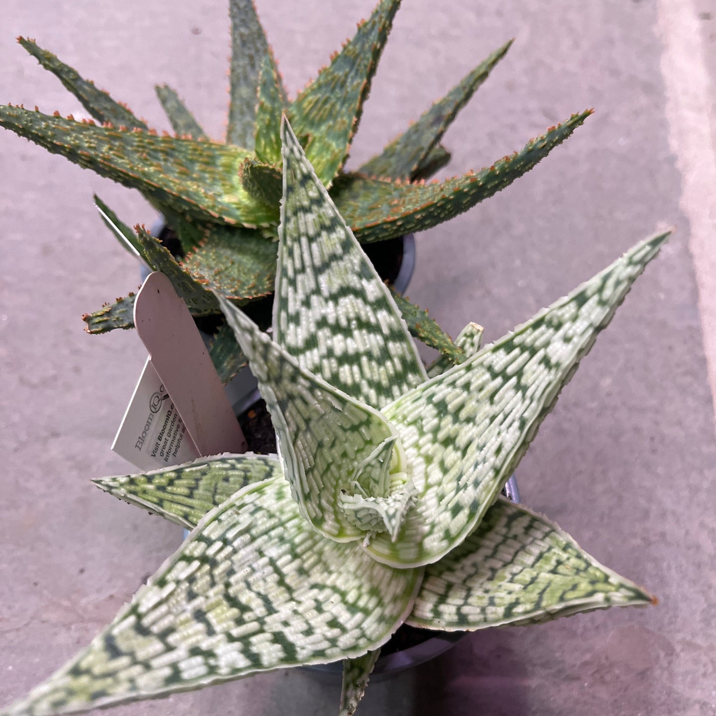 Aloe Vera Plant